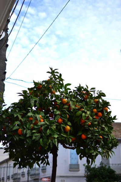valencia_oranges