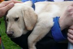 guide dogs