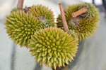 Spotlight: Durian (South East Asia’s King of Fruits)