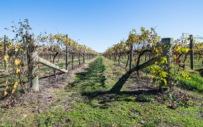 Victoria’s High Country Harvest 2016 [Part 2]